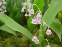 Pale pink flowers and rich green foliage